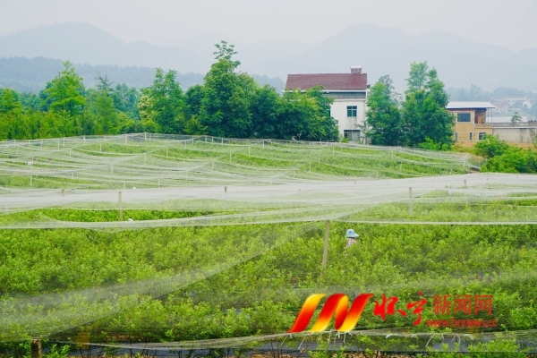 小小藍莓果 鋪就致富路.JPG