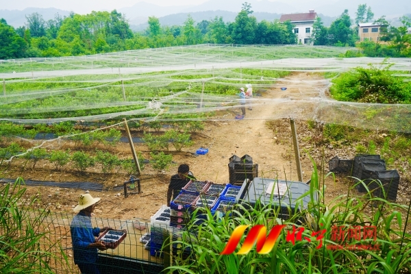 小小藍莓果 鋪就致富路3.JPG