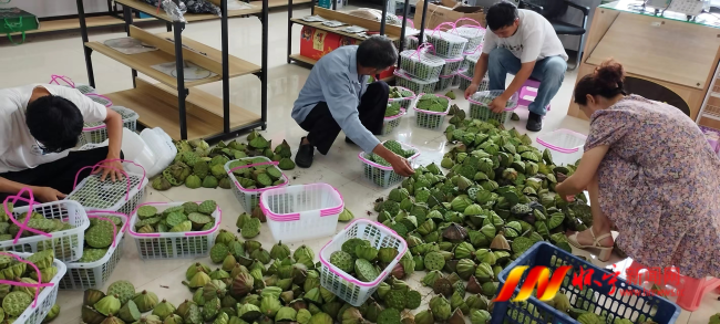 蓮蓬3.png 蓮蓬3.png