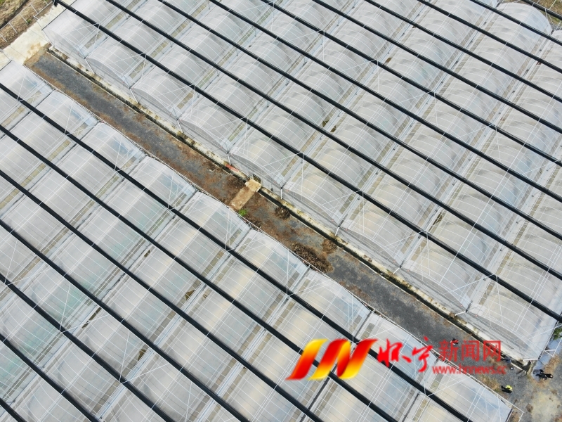 發(fā)展蔬菜產(chǎn)業(yè) 助力鄉(xiāng)村振興5.jpg