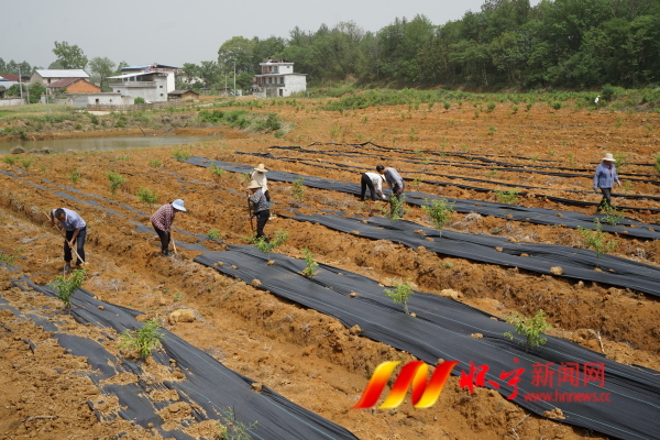 發展特色種植 助力鄉村振興.JPG