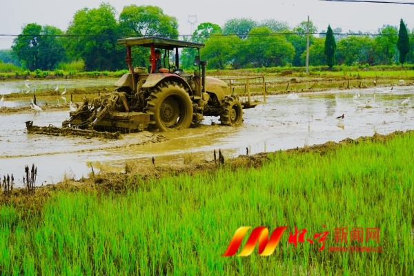 打田插秧 播種希望.JPG