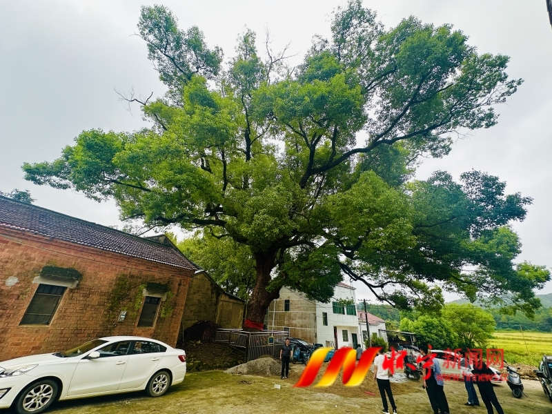 村民接力守護 200余年古樹生機勃勃.JPG