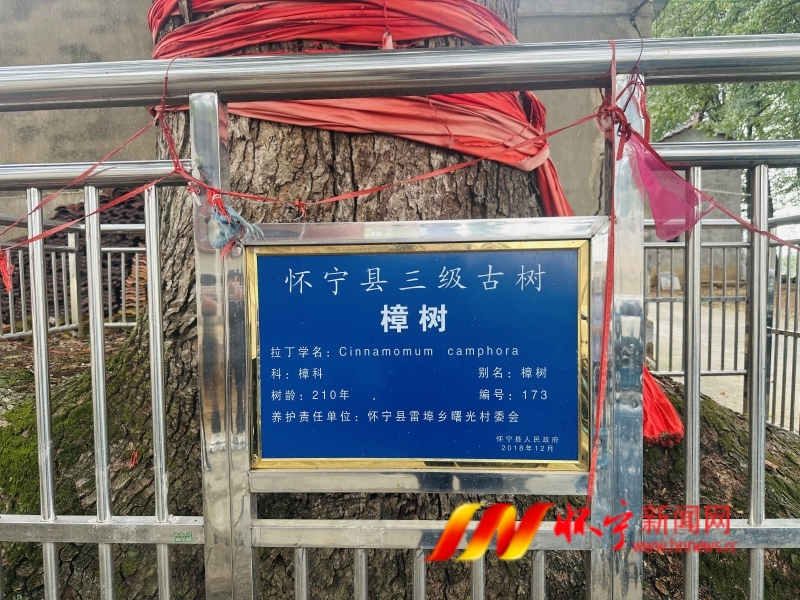 村民接力守護 200余年古樹生機勃勃2_副本.jpg 村民接力守護 200余年古樹生機勃勃2_副本.jpg