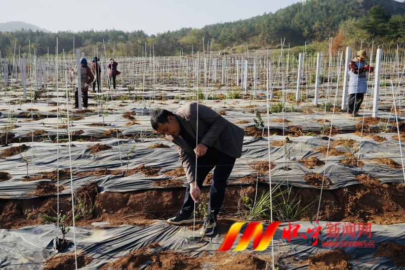 種植金銀花  荒山變“金山”.JPG