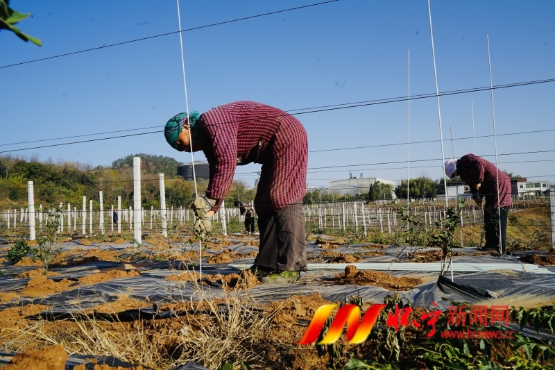 種植金銀花  荒山變“金山”3.JPG